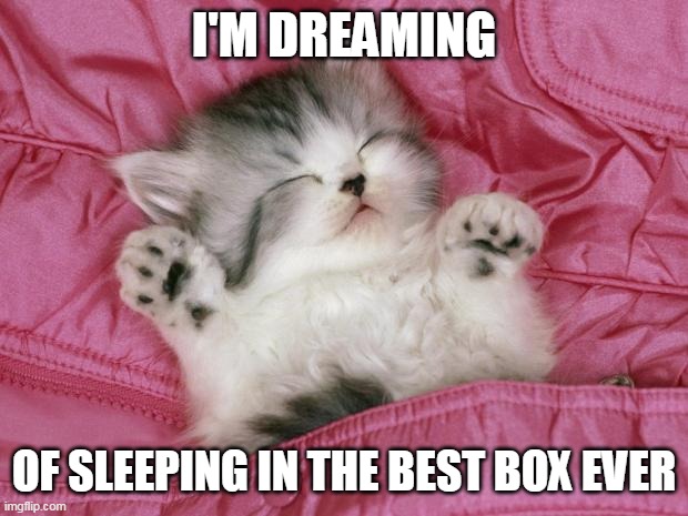 kitten sleeping | I'M DREAMING; OF SLEEPING IN THE BEST BOX EVER | image tagged in kitten sleeping,memes | made w/ Imgflip meme maker