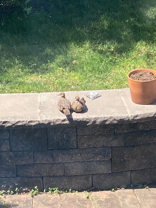 Two fledgling mourning doves | image tagged in dove | made w/ Imgflip meme maker