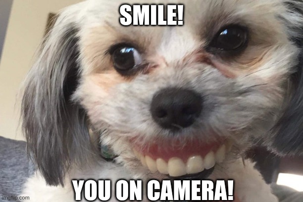 Born to be a star | SMILE! YOU ON CAMERA! | image tagged in funny,pets | made w/ Imgflip meme maker