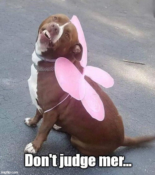 Pit-tunia | Don't judge mer... | image tagged in funny animals,pitbull,pitbulls,dumb dog,slowpoke,random bullshit go | made w/ Imgflip meme maker