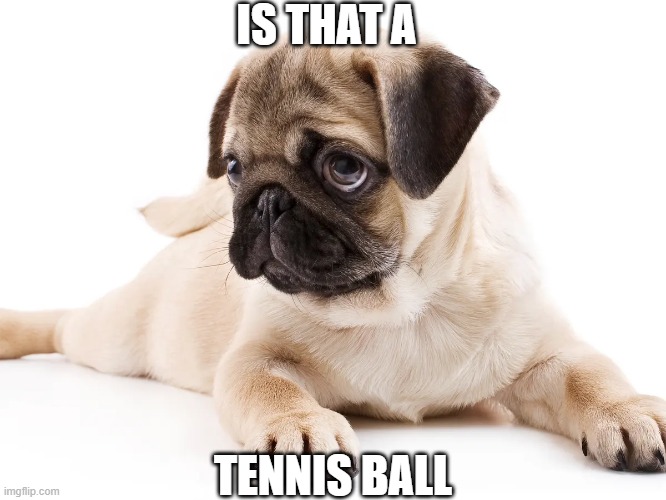 tennis ball | IS THAT A; TENNIS BALL | image tagged in tennis,balls | made w/ Imgflip meme maker