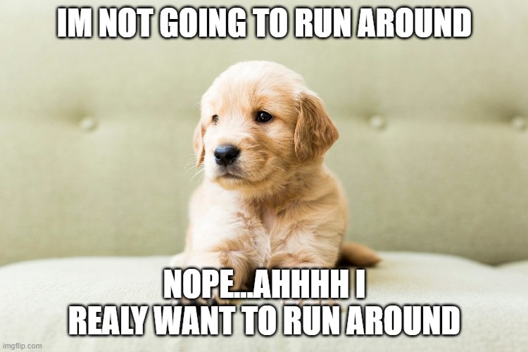 dog wants to run | IM NOT GOING TO RUN AROUND; NOPE...AHHHH I REALY WANT TO RUN AROUND | image tagged in run,y u no | made w/ Imgflip meme maker