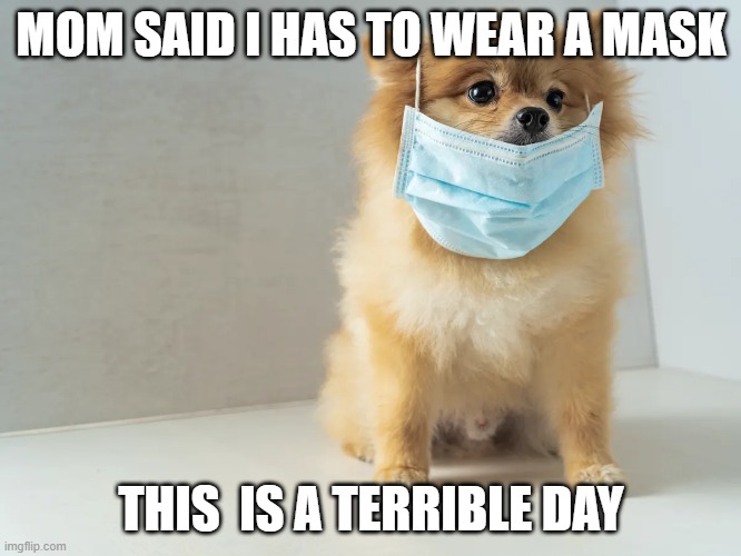 masked doggie | MOM SAID I HAS TO WEAR A MASK; THIS  IS A TERRIBLE DAY | image tagged in doggo | made w/ Imgflip meme maker
