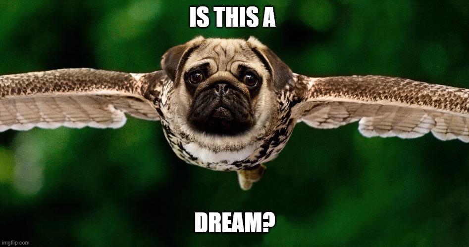 doggo dreams | IS THIS A; DREAM? | image tagged in dreams,doggo | made w/ Imgflip meme maker