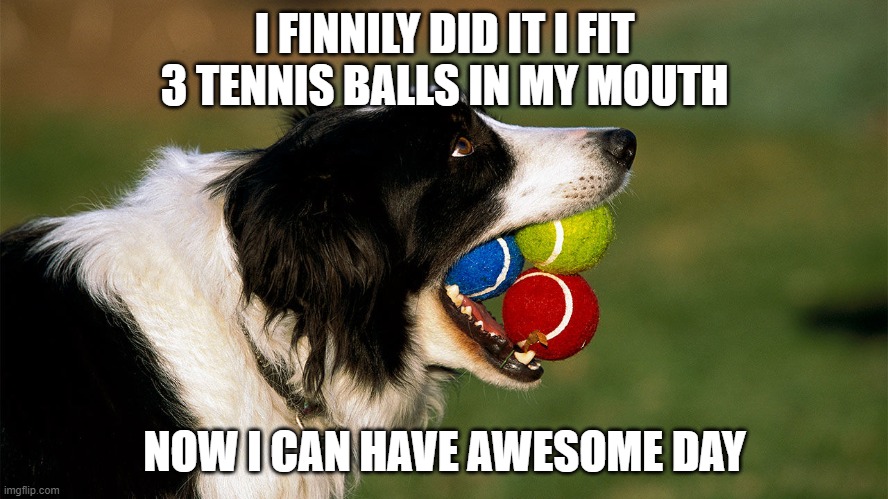 3 tennis balls | I FINNILY DID IT I FIT 3 TENNIS BALLS IN MY MOUTH; NOW I CAN HAVE AWESOME DAY | image tagged in tennis,balls,doggo | made w/ Imgflip meme maker