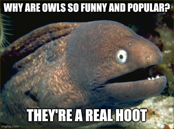 Whoooooo do I think I am you say? | WHY ARE OWLS SO FUNNY AND POPULAR? THEY'RE A REAL HOOT | image tagged in memes,bad joke eel,puns,jokes,animals | made w/ Imgflip meme maker