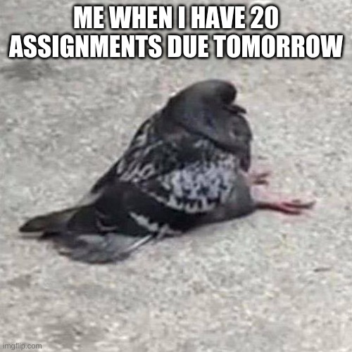 pigon |  ME WHEN I HAVE 20 ASSIGNMENTS DUE TOMORROW | image tagged in sitting,lolz | made w/ Imgflip meme maker