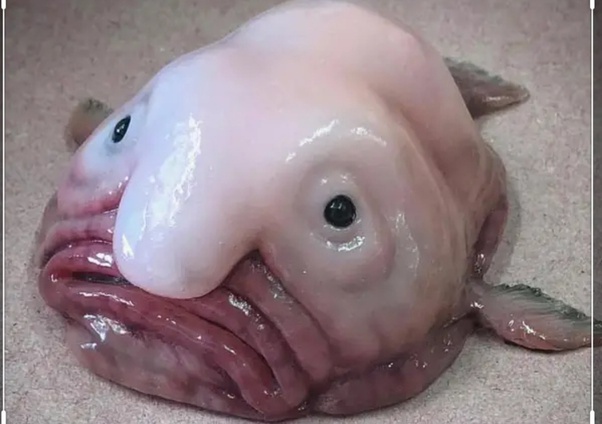 Blobfish Meme Generator - Imgflip