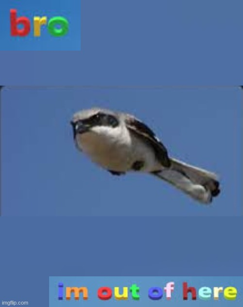 realistic bro im out of here bird Blank Meme Template