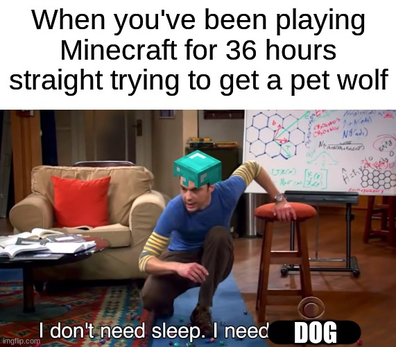 DOGGIE | When you've been playing Minecraft for 36 hours straight trying to get a pet wolf; DOG | image tagged in i don't need sleep i need answers,minecraft,sheldon cooper | made w/ Imgflip meme maker