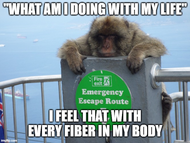 Depressed Monkey | "WHAT AM I DOING WITH MY LIFE"; I FEEL THAT WITH EVERY FIBER IN MY BODY | image tagged in depressed monkey | made w/ Imgflip meme maker