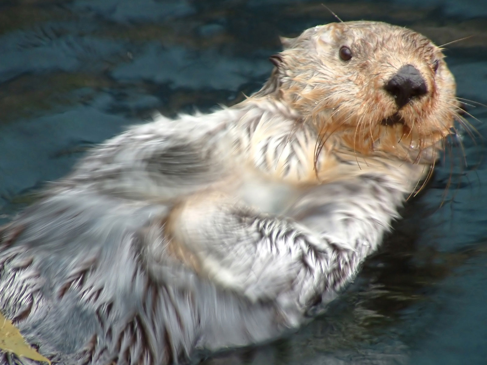 image tagged in animals