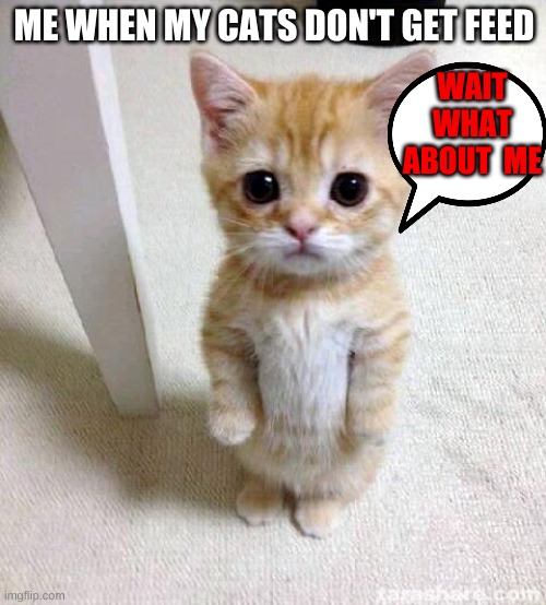 Cute Cat | ME WHEN MY CATS DON'T GET FEED; WAIT WHAT ABOUT  ME | image tagged in memes,cute cat | made w/ Imgflip meme maker