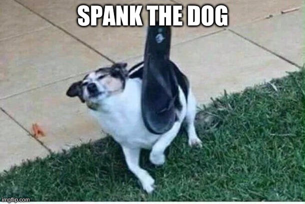 dog sandal | SPANK THE DOG | image tagged in dog sandal | made w/ Imgflip meme maker