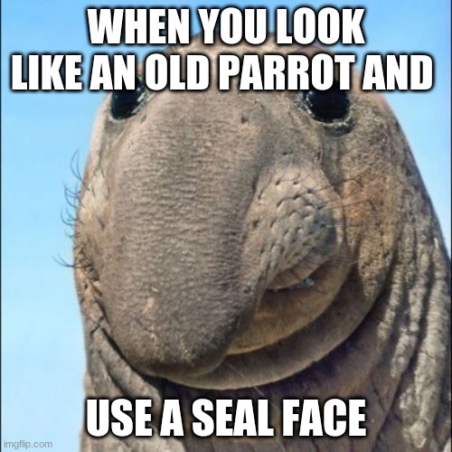 seal dancing | WHEN YOU LOOK LIKE AN OLD PARROT AND; USE A SEAL FACE | image tagged in yeye | made w/ Imgflip meme maker