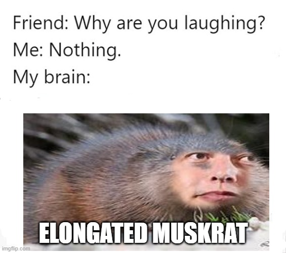 elon the muskrat |  ELONGATED MUSKRAT | image tagged in memes | made w/ Imgflip meme maker