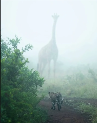 Menacing giraffe Blank Meme Template