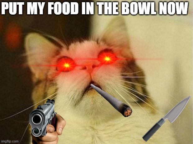 Scared Cat | PUT MY FOOD IN THE BOWL NOW | image tagged in memes,scared cat | made w/ Imgflip meme maker