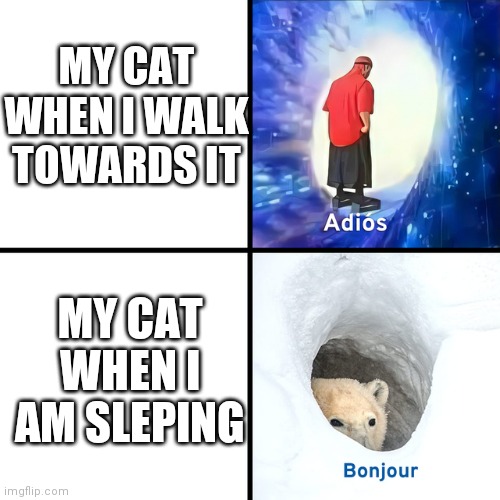 Adios Bonjour | MY CAT WHEN I WALK TOWARDS IT; MY CAT WHEN I AM SLEPING | image tagged in adios bonjour | made w/ Imgflip meme maker