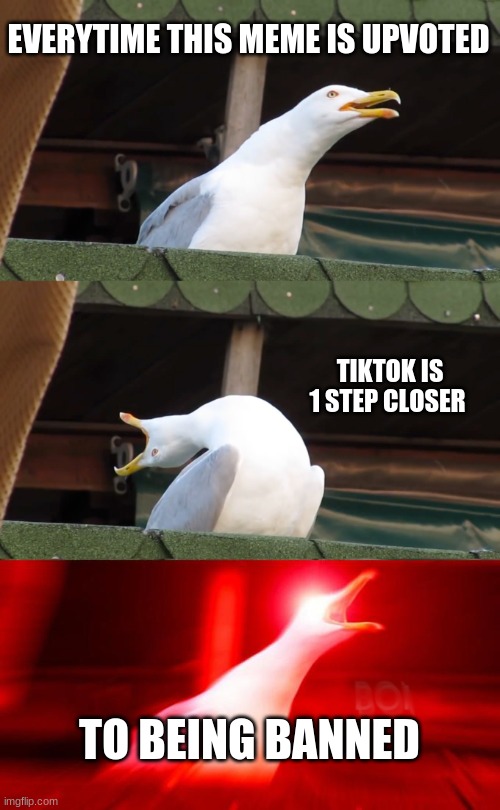 Inhaling seagull | EVERYTIME THIS MEME IS UPVOTED; TIKTOK IS 1 STEP CLOSER; TO BEING BANNED | image tagged in inhaling seagull | made w/ Imgflip meme maker