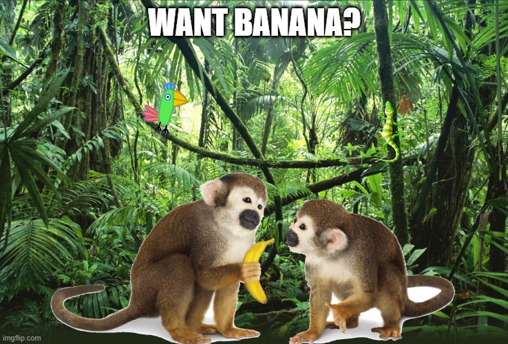 Monke Moment | WANT BANANA? | image tagged in monkey,monkeys,monke,banana,want banana | made w/ Imgflip meme maker