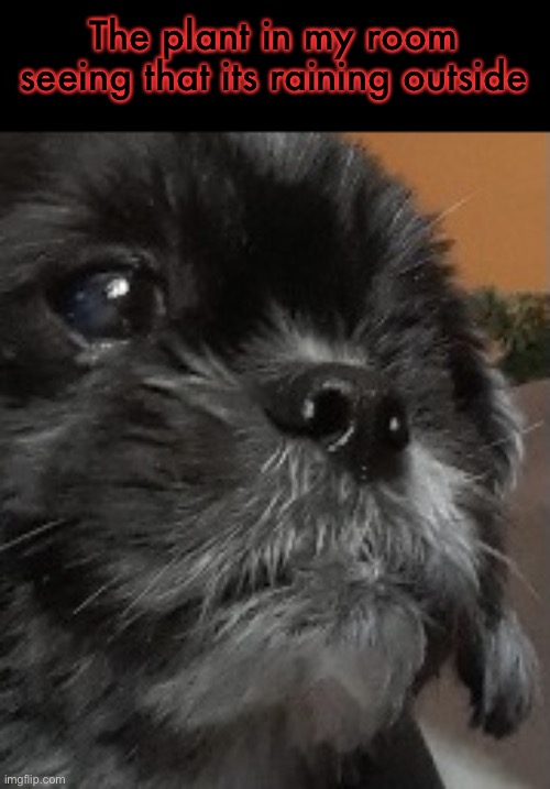 credit to Scott_Daniel’s Grandmas Dog for posing like this | The plant in my room seeing that its raining outside | image tagged in thonk pup | made w/ Imgflip meme maker