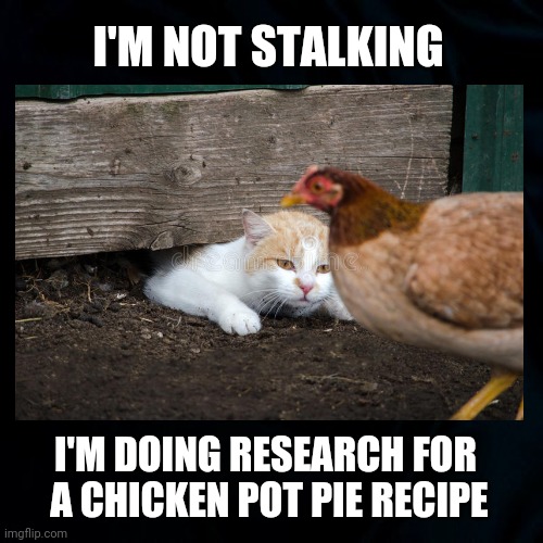 I'm Not Stalking | I'M NOT STALKING; I'M DOING RESEARCH FOR 
A CHICKEN POT PIE RECIPE | image tagged in stalking,cats,chickens,funny,funny cat memes,chicken nuggets | made w/ Imgflip meme maker