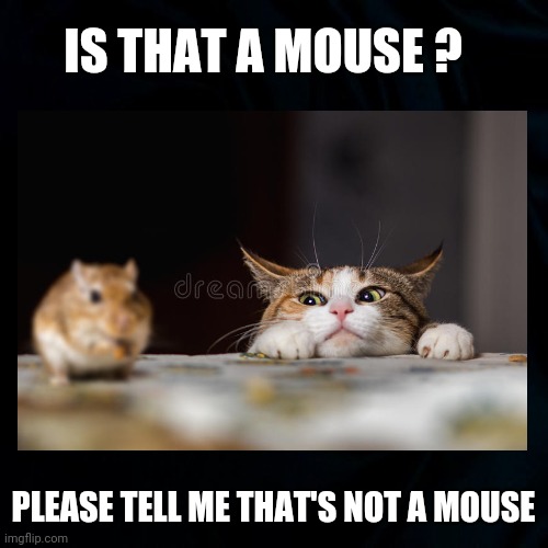Mice You Say ? | IS THAT A MOUSE ? PLEASE TELL ME THAT'S NOT A MOUSE | image tagged in scared cat,mouse,funny cat memes,funny,mouse in the house,cats | made w/ Imgflip meme maker