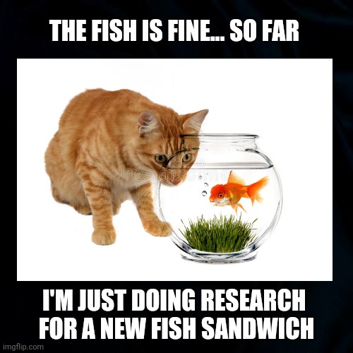 Din Din | THE FISH IS FINE... SO FAR; I'M JUST DOING RESEARCH 
FOR A NEW FISH SANDWICH | image tagged in stalking cat,fish sandwich,funny cat memes,fishing,fish memes,funny | made w/ Imgflip meme maker