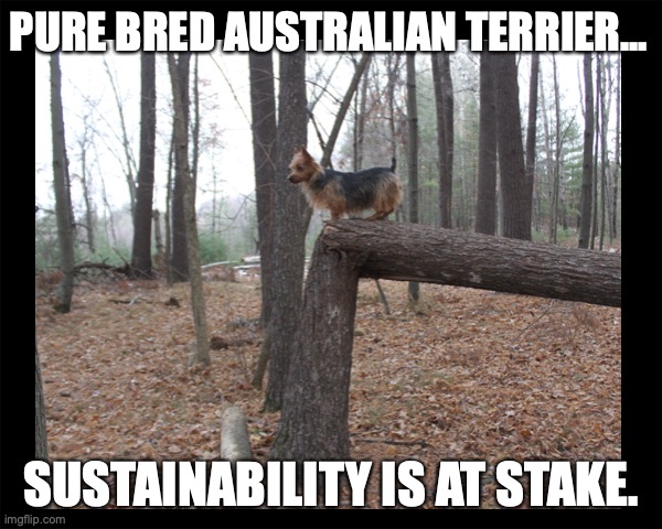 Rare Dog Breeds Australian Terrier | PURE BRED AUSTRALIAN TERRIER... SUSTAINABILITY IS AT STAKE. | image tagged in dogs | made w/ Imgflip meme maker