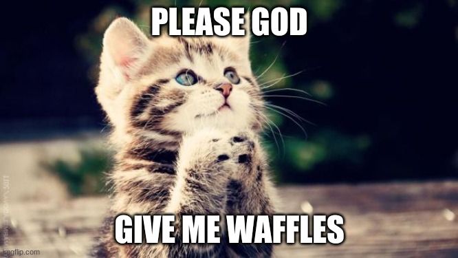 Praying cat | PLEASE GOD; GIVE ME WAFFLES | image tagged in praying cat,waffles | made w/ Imgflip meme maker