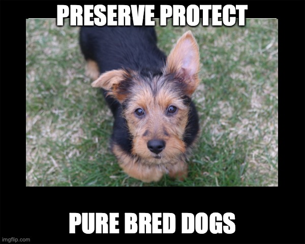 Pure bred Australian Terrier puppy | PRESERVE PROTECT; PURE BRED DOGS | image tagged in cute puppy | made w/ Imgflip meme maker