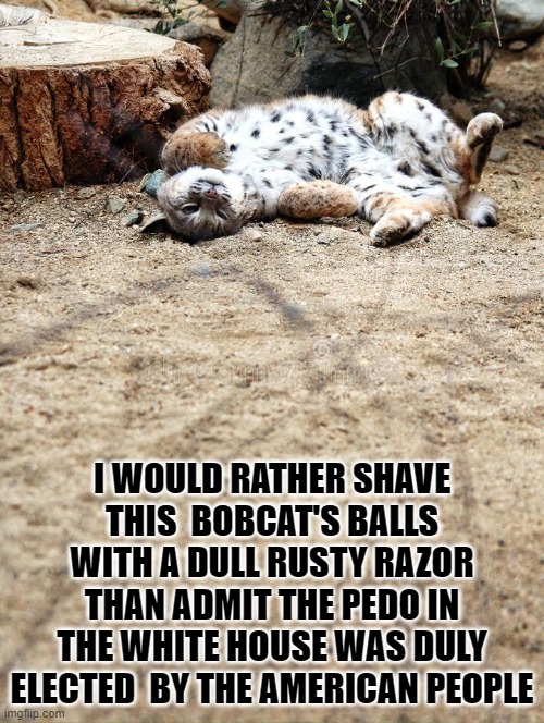 Bobcat | I WOULD RATHER SHAVE THIS  BOBCAT'S BALLS WITH A DULL RUSTY RAZOR THAN ADMIT THE PEDO IN THE WHITE HOUSE WAS DULY ELECTED  BY THE AMERICAN PEOPLE | image tagged in bobcat | made w/ Imgflip meme maker