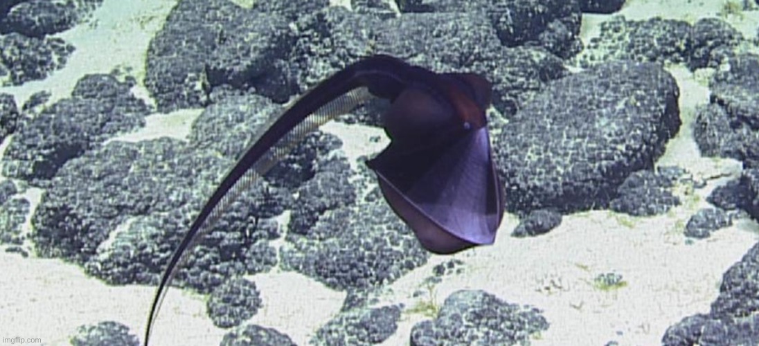 Gulper Eel pog | image tagged in gulper eel pog | made w/ Imgflip meme maker