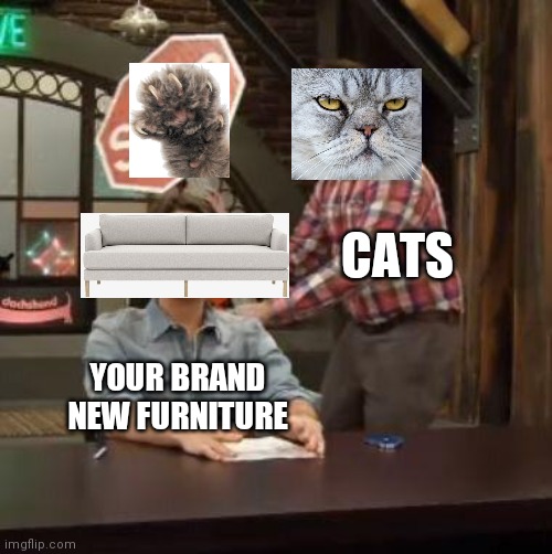 Normal Conversation | CATS; YOUR BRAND NEW FURNITURE | image tagged in normal conversation,claws,cats | made w/ Imgflip meme maker