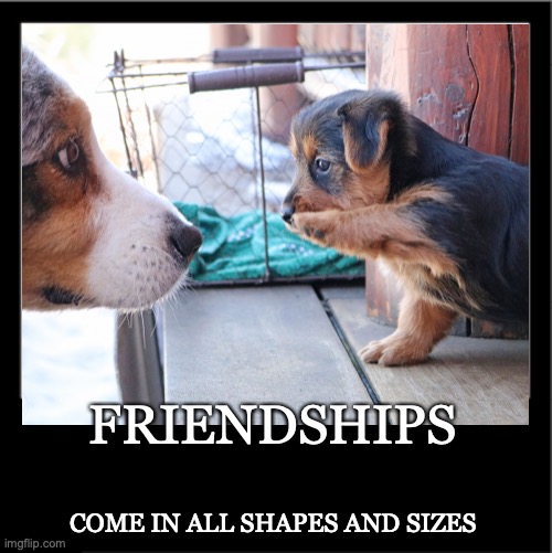 Dogs and Puppies at DL Aussies | FRIENDSHIPS; COME IN ALL SHAPES AND SIZES | image tagged in dogs,friends | made w/ Imgflip meme maker