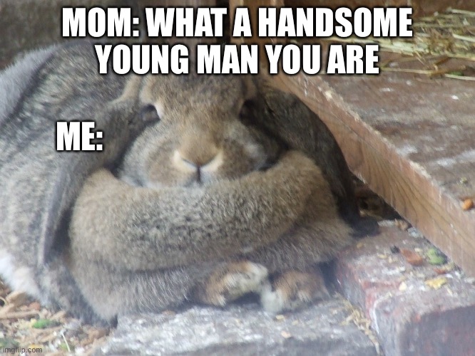 Hah | MOM: WHAT A HANDSOME YOUNG MAN YOU ARE; ME: | image tagged in bunny,funny | made w/ Imgflip meme maker