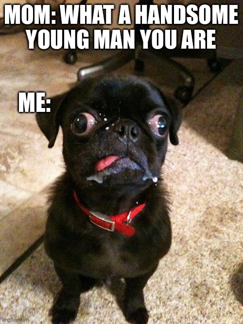 Jek | MOM: WHAT A HANDSOME YOUNG MAN YOU ARE; ME: | image tagged in pugs | made w/ Imgflip meme maker