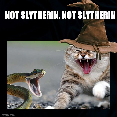 Slytherin | NOT SLYTHERIN, NOT SLYTHERIN | image tagged in cats,snakes,harry potter sorting hat,funny cat memes,slytherin,funny | made w/ Imgflip meme maker