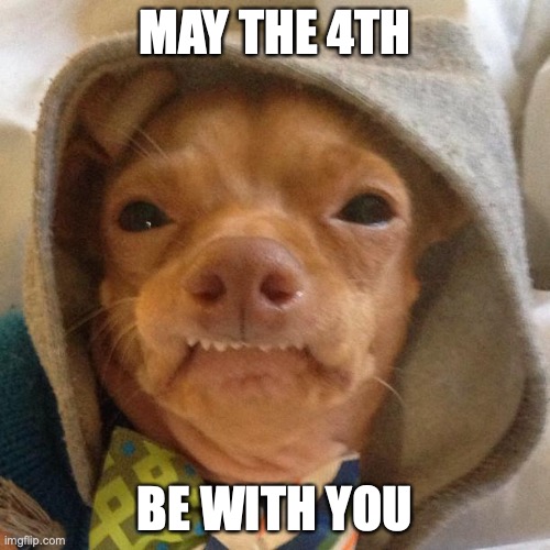 may the 4th | MAY THE 4TH; BE WITH YOU | image tagged in jedi phteven,may the 4th,dog | made w/ Imgflip meme maker