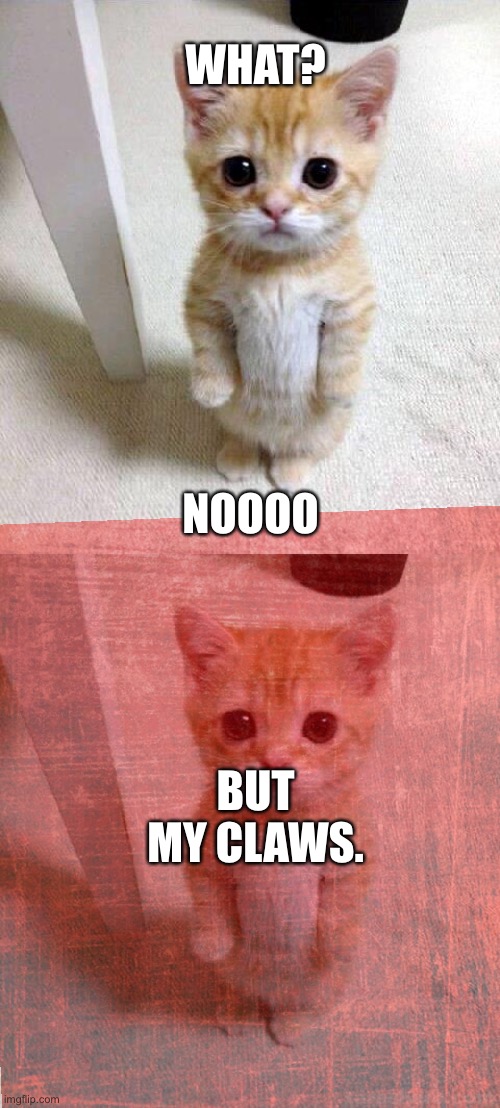 WHAT? NOOOO BUT MY CLAWS. | image tagged in memes,cute cat | made w/ Imgflip meme maker