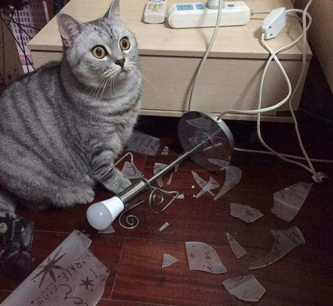 Shocked cat and broken lamp Blank Meme Template