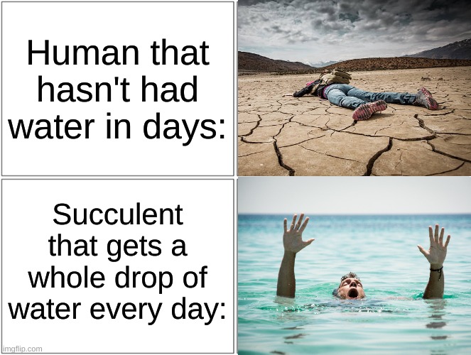 Some More Than Others | Human that hasn't had water in days:; Succulent that gets a whole drop of water every day: | image tagged in drown,thirsty,dying,water,blank comic panel 2x2 | made w/ Imgflip meme maker