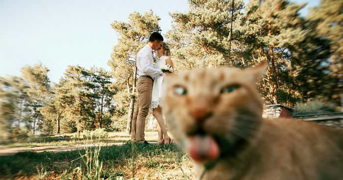 High Quality Cat photobombs couple kissing Blank Meme Template