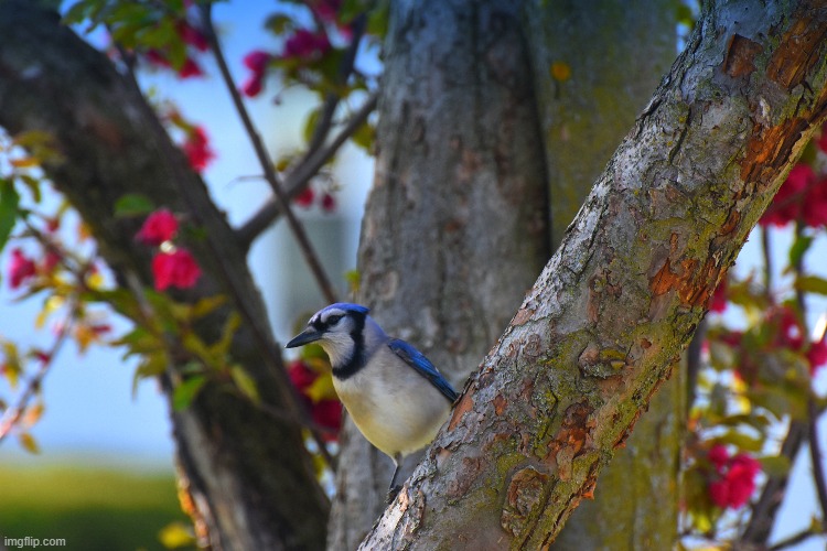 blue jay | image tagged in blue jay,bird,crabapple tree | made w/ Imgflip meme maker