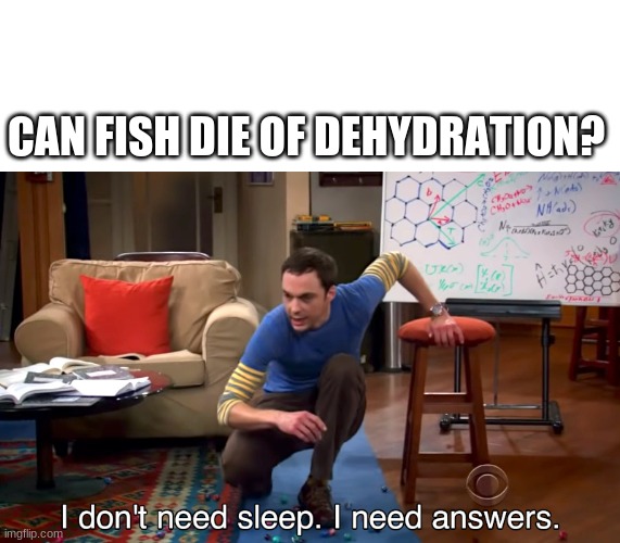 Can they tho? | CAN FISH DIE OF DEHYDRATION? | image tagged in i don't need sleep i need answers | made w/ Imgflip meme maker