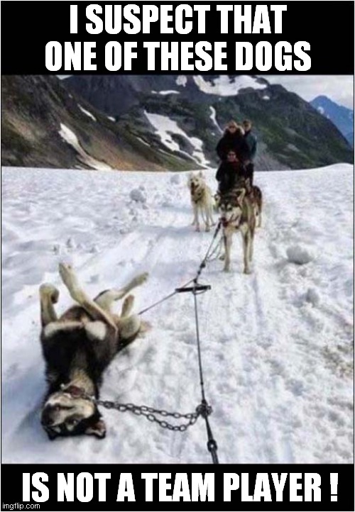 You Can Shout 'Mush' As Loud As You Like, I'm Going Nowhere ! | I SUSPECT THAT ONE OF THESE DOGS; IS NOT A TEAM PLAYER ! | image tagged in sled,dog,teamwork | made w/ Imgflip meme maker