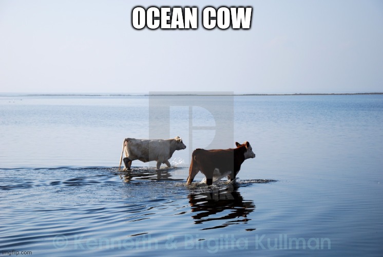 ocean cow couple | OCEAN COW | image tagged in ocean cow couple | made w/ Imgflip meme maker