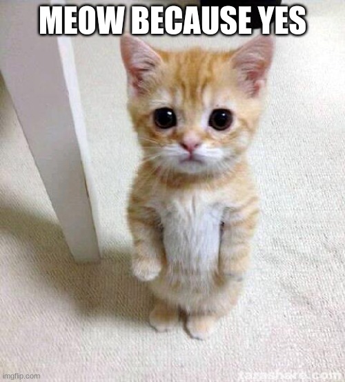 Cute Cat Meme | MEOW BECAUSE YES | image tagged in memes,cute cat | made w/ Imgflip meme maker