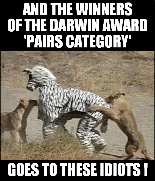 Darwin Award Winners ? | AND THE WINNERS OF THE DARWIN AWARD
'PAIRS CATEGORY'; GOES TO THESE IDIOTS ! | image tagged in darwin award,pantomine zebra,lions,dark humour | made w/ Imgflip meme maker